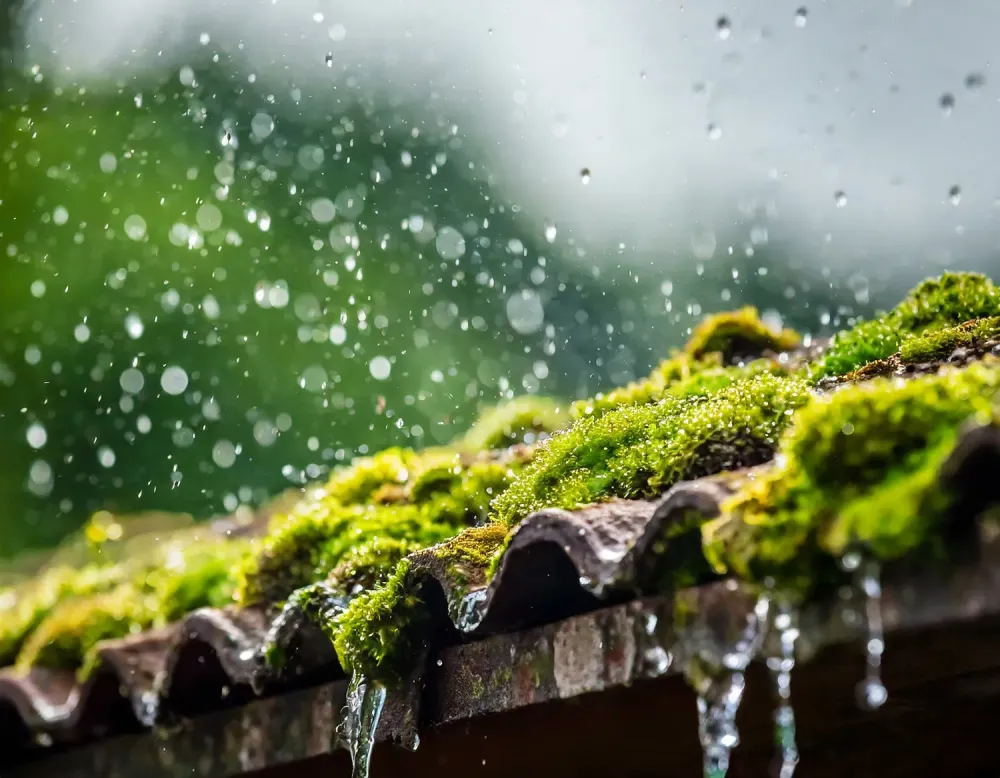 Entretien et démoussage de toitutre